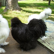Black Silkie Bantams Chicks (St. Run ONLY!)